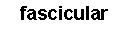 Cuadro de texto: fascicular