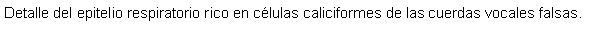 Cuadro de texto: Detalle del epitelio respiratorio rico en clulas caliciformes de las cuerdas vocales falsas.